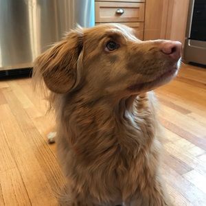 Meet your Posher, Hadley